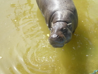 Hippo Image